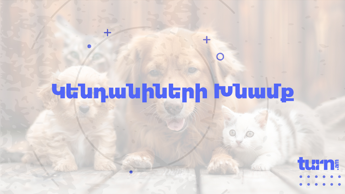 Animals Care